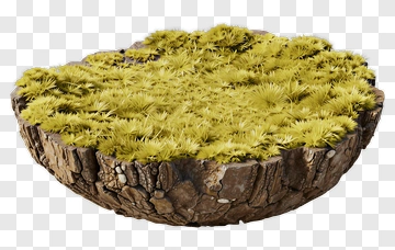 Moss In A Wooden Bowl PNG