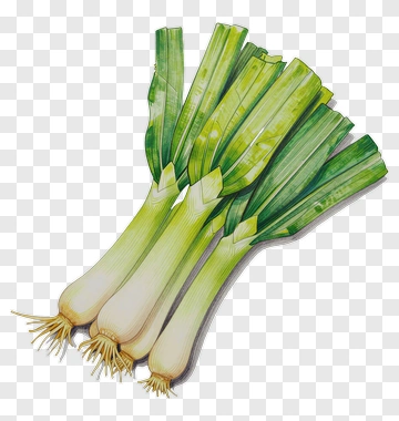 Green Onion Illustration PNG