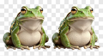 Two Green Frogs Sitting Together PNG