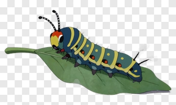 Colorful Caterpillar On Leaf PNG