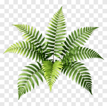 Fern PNG