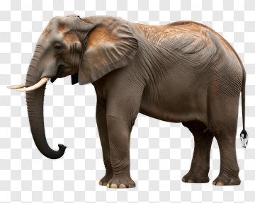 Elephant PNG
