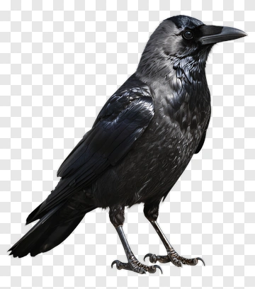 Black Crow Standing On Ground PNG