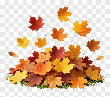 Falling Maple Leaves In Autumn PNG