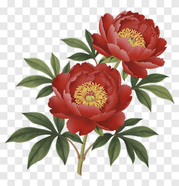 Red Peony With Green Leaves PNG
