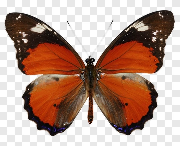 Orange And Black Butterfly Specimen PNG