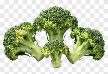 Fresh Broccoli Florets PNG