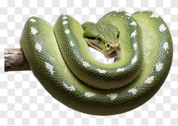 Green Snake Coiled On Branch PNG