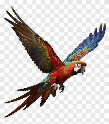 Red And Blue Macaw In Flight PNG