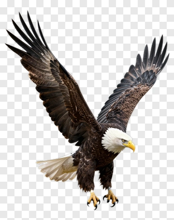American Eagle In Flight PNG