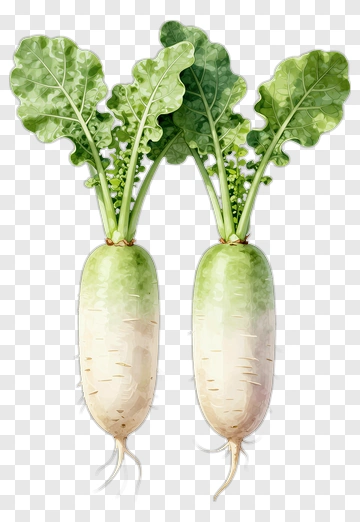 Two Radishes With Green Leaves PNG