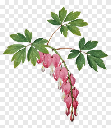 Heart-shaped Flower With Green Leaves PNG