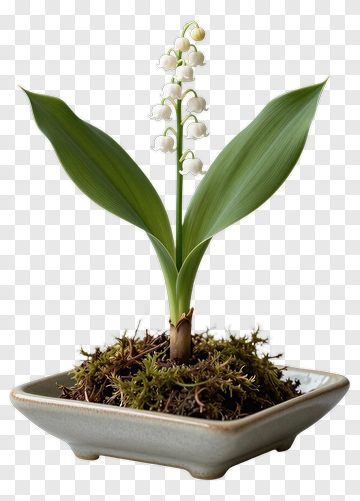 Lily Of The Valley In Pot PNG