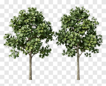 Two Trees PNG