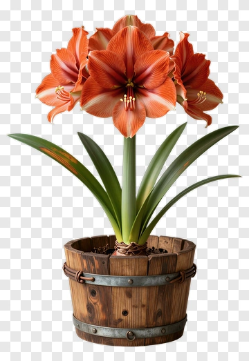 Orange Amaryllis In Wooden Pot PNG