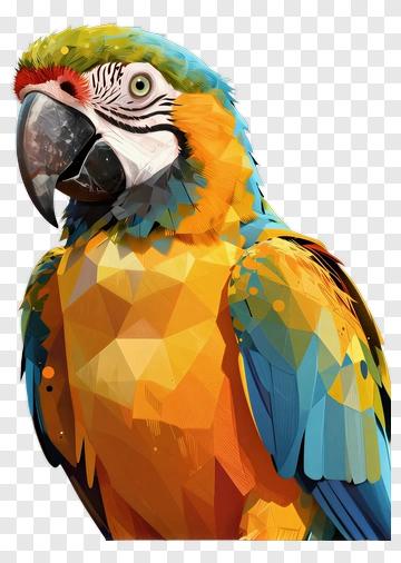 Colorful Parrot PNG