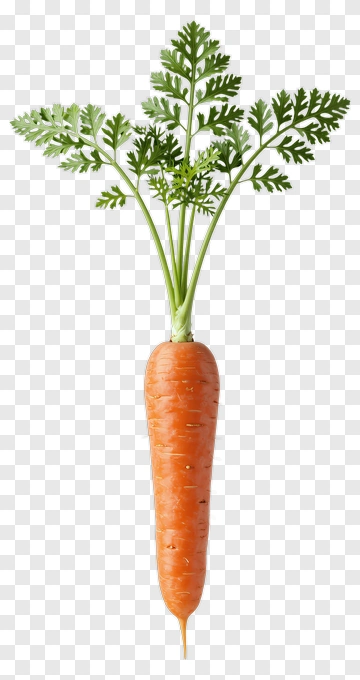 Fresh Orange Carrot With Green Leaves PNG