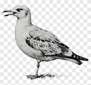 Seagull PNG