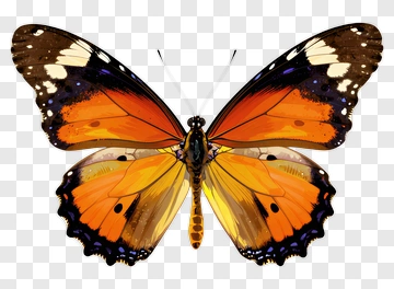 Orange And Yellow Butterfly With Blue And Black Details PNG