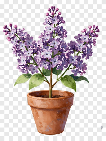 Lilac Plant In Terracotta Pot PNG