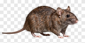 Rat PNG