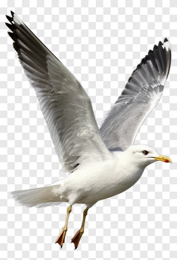 Seagull In Flight PNG