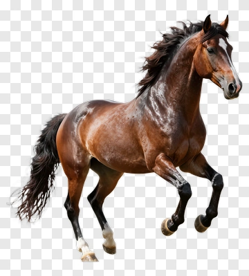 Running Horse PNG