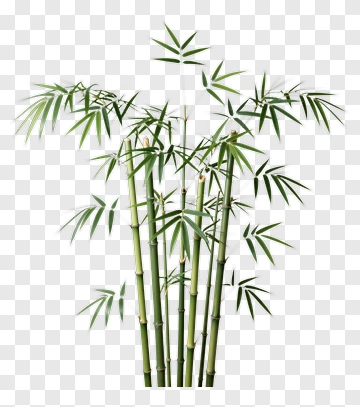 Bamboo PNG