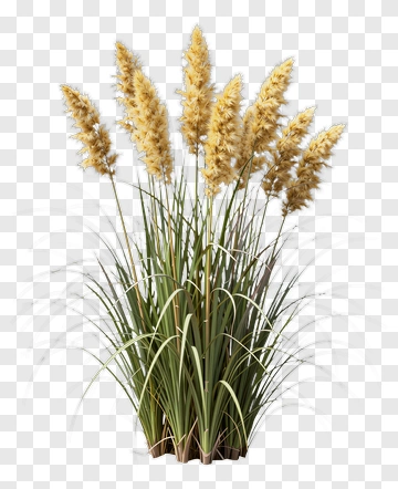 Pampas Grass Plant PNG
