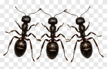 Three Ants PNG