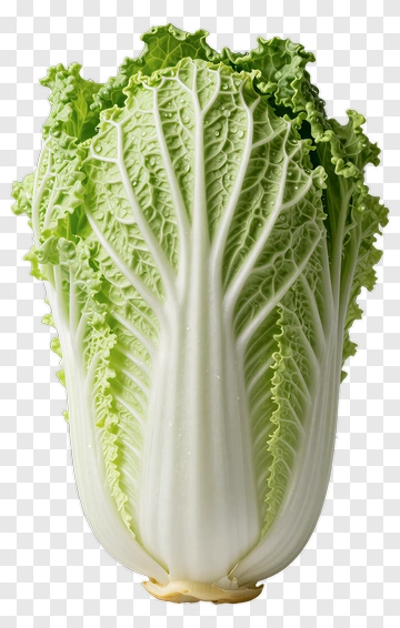 Nappa Cabbage PNG