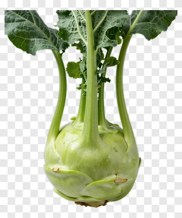 Fresh Kohlrabi PNG
