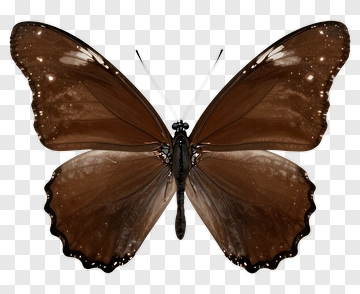 Brown Butterfly With Detailed Wings PNG