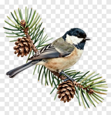 Bird Perched On Pine Branch With Pinecones PNG