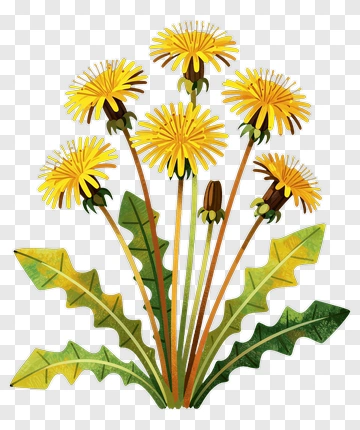 Dandelion PNG