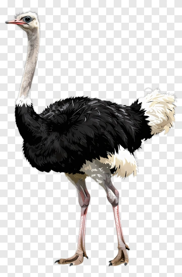 Ostrich With Long Neck And Black Feathers PNG