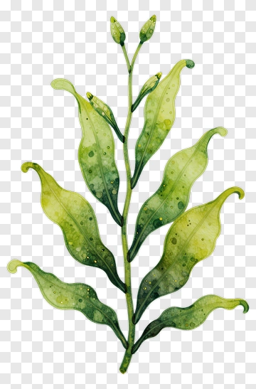 Watercolor Plant With Leaves And Buds PNG