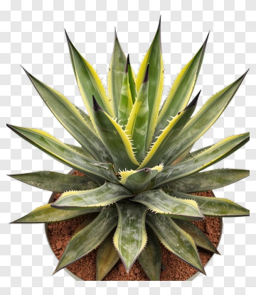 Agave Plant With Yellow Edges PNG
