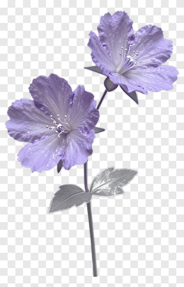 Purple Flowers With Silver Leaves PNG