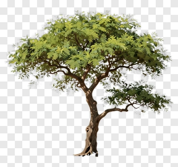 A Solitary Tree In A Dry Landscape PNG