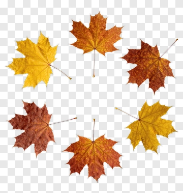 Autumn Maple Leaves In Circle PNG