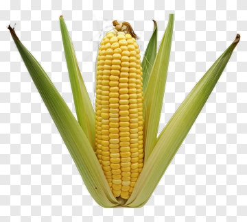 Fresh Yellow Corn With Green Leaves PNG