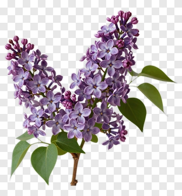 Lilac Flower Blossom Branch PNG