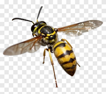 Wasp In Mid-flight PNG