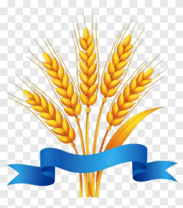 Golden Wheat With Blue Ribbon PNG