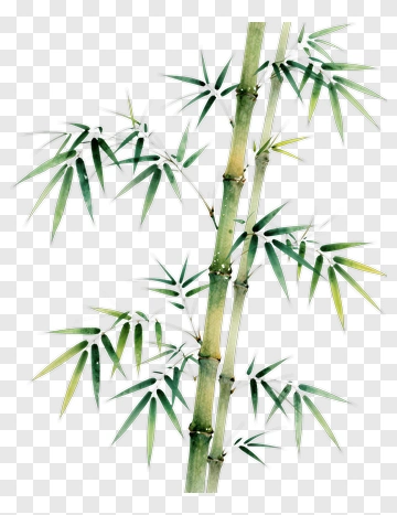 Bamboo PNG