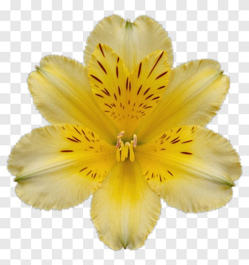 Yellow Flower With Brown Spots PNG