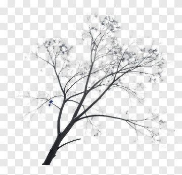 Tree With Bare Branches PNG