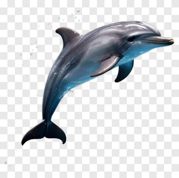 Dolphin Leaping Out Of Water PNG