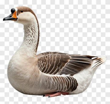 Realistic Goose PNG